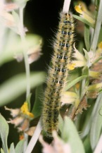 LASIOCAMPA TRIFOLII-800