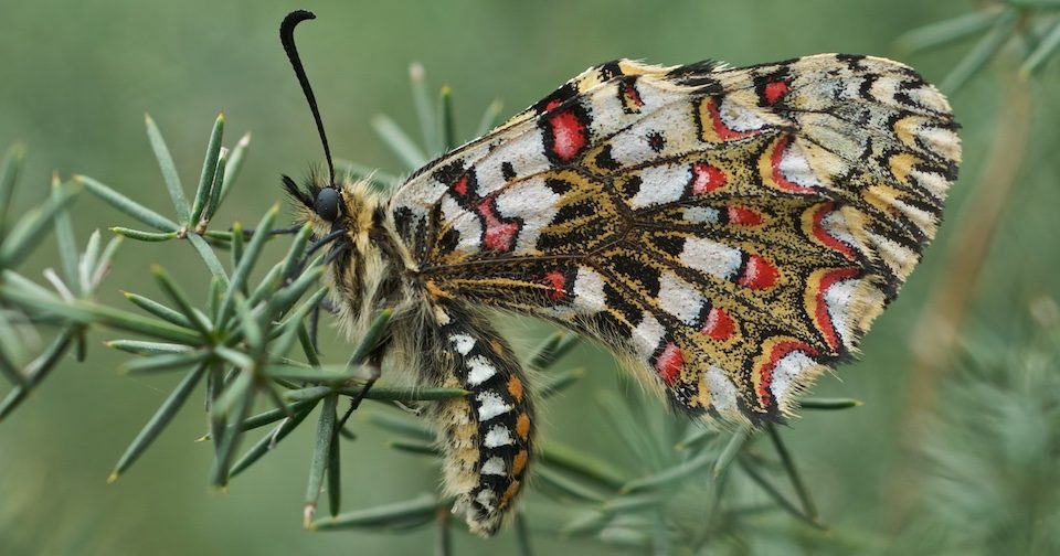 Zerynthia rumina - Arlequín