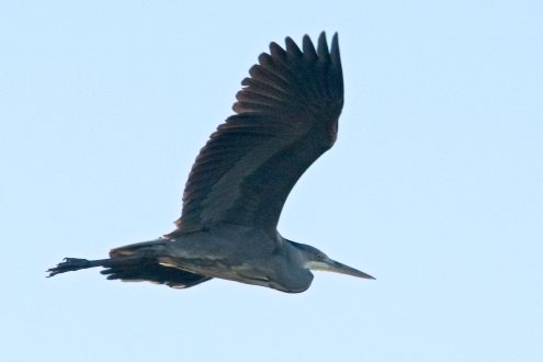 Garza real - Ardea cinerea Garza real