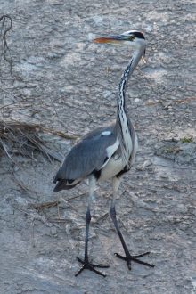 Garza real - Ardea cinerea Garza real