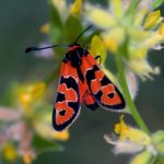 Zygaena fausta Zygaena fausta