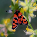 Zygaena fausta Zygaena fausta