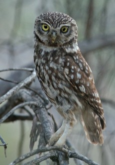 Mochuelo, con un ojo deformado