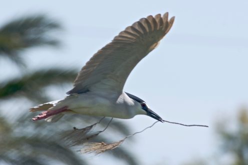 Martinete común - Nycticorax nycticorax